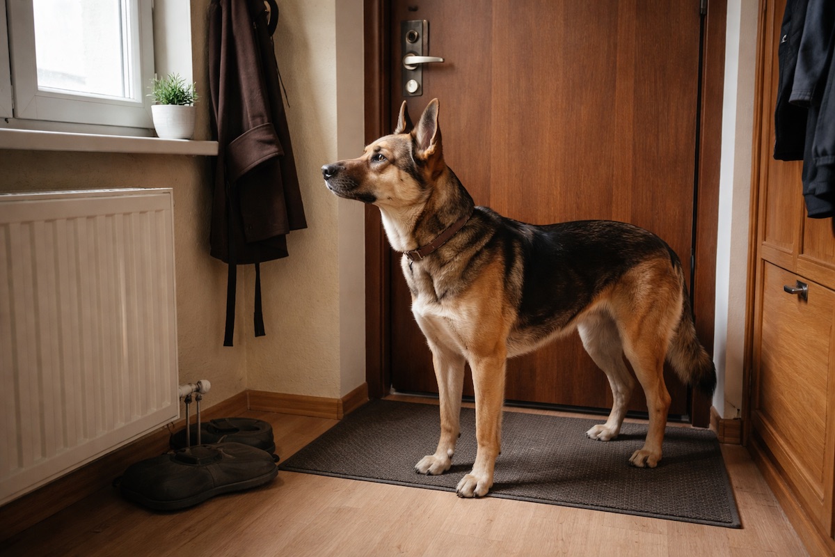 Собака стоїть у коридорі біля вхідних дверей і уважно прислухається до звуків за межами квартири